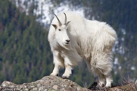 is the mountain goat a goat